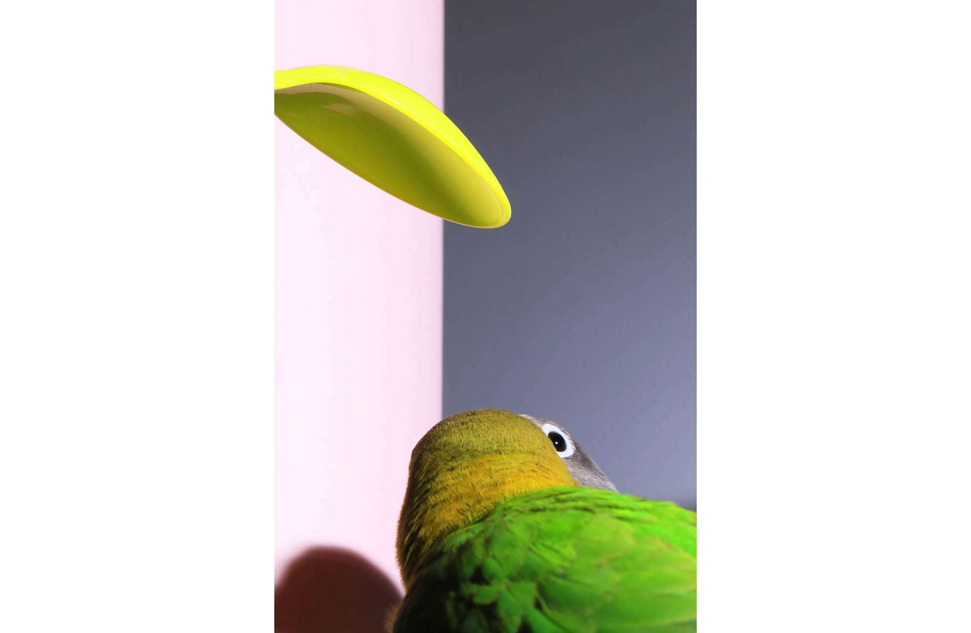 03_MakotoOono_SeparateHiddenRules