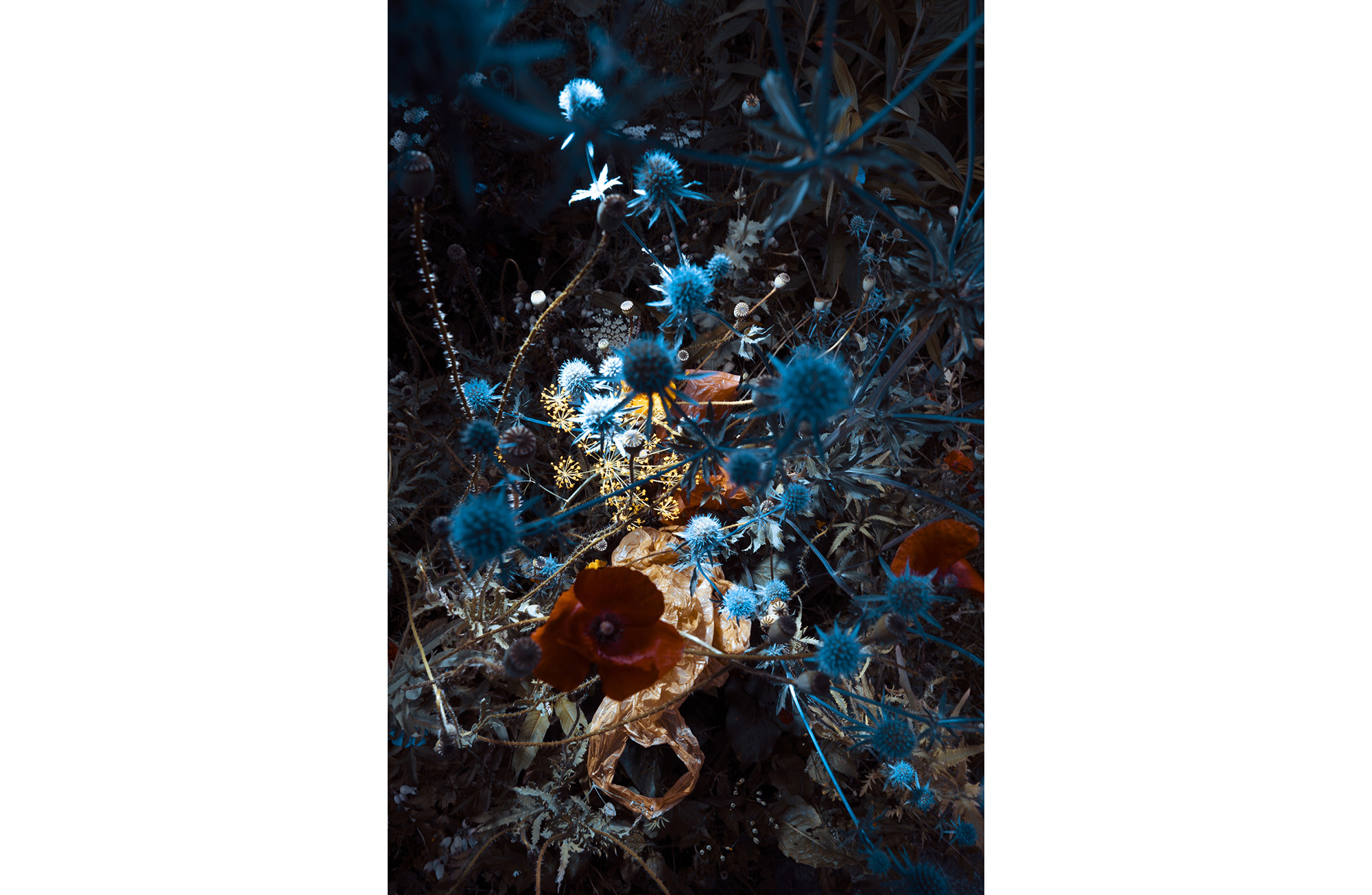 054Blue thistle with brown bag